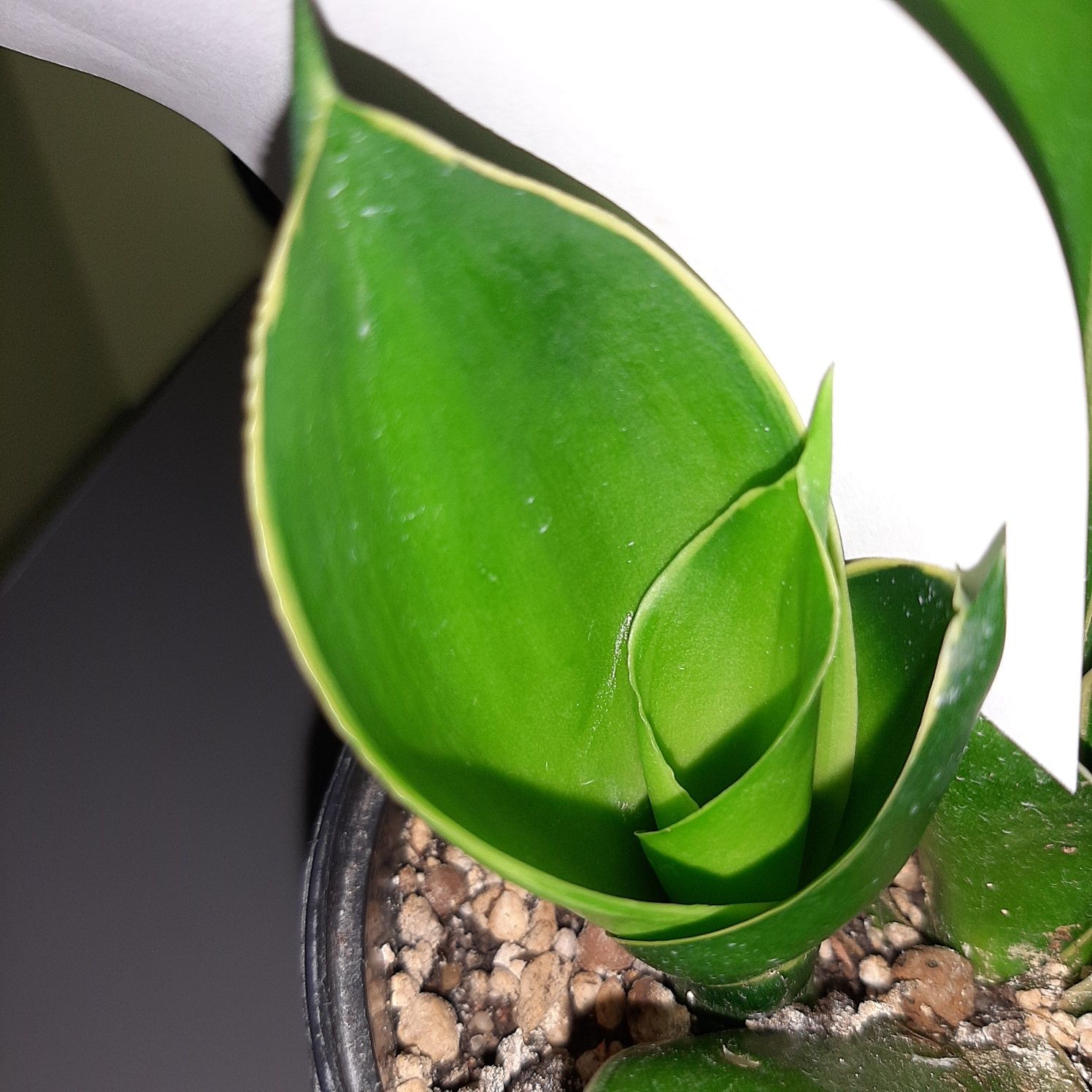 Emerald Star,  Emerald