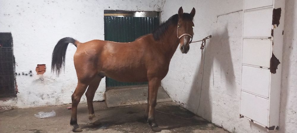 Cavalo castrado bem montado com escola