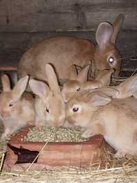 Кролики бургунці