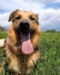 Suchar do pilnej adopcji!