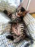 Бенгальский котенок