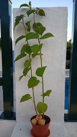 Planta de Physalis