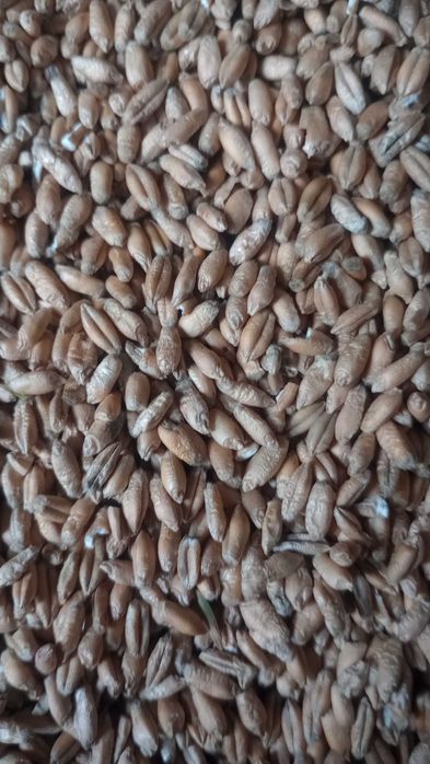 Zborze pszenżyto paszowe