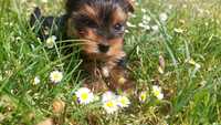 piesek Yorkshire Terrier