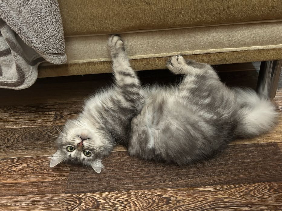 Котики кошенята котята кішка кот