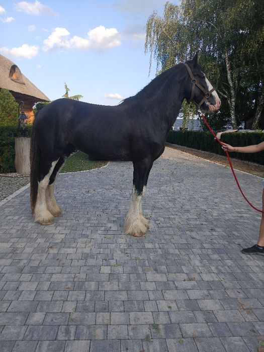 Ogier Shire rekreacja hodowla