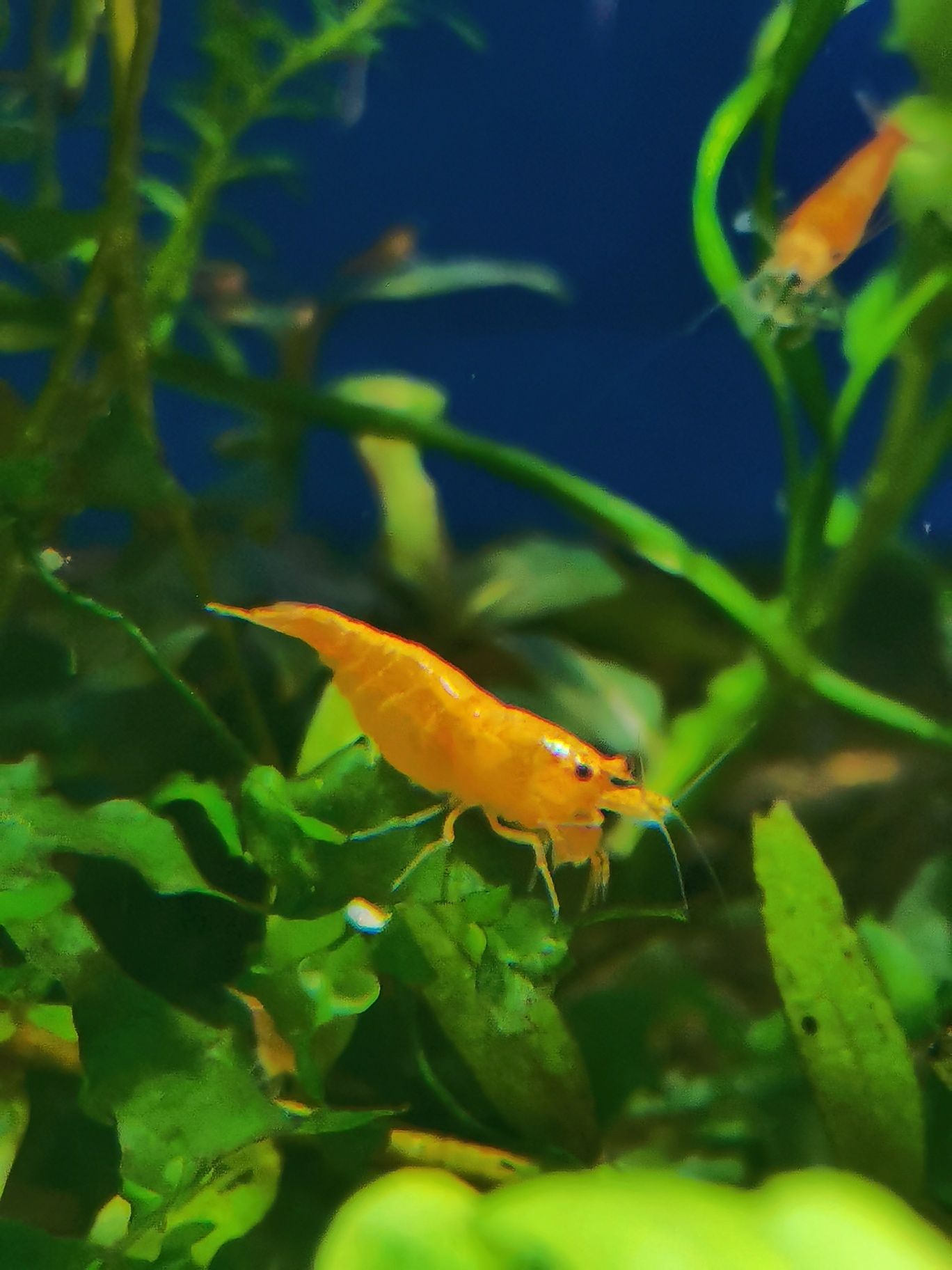 Krewetki neocaridina ORANGE SAKURA pomarańczowe