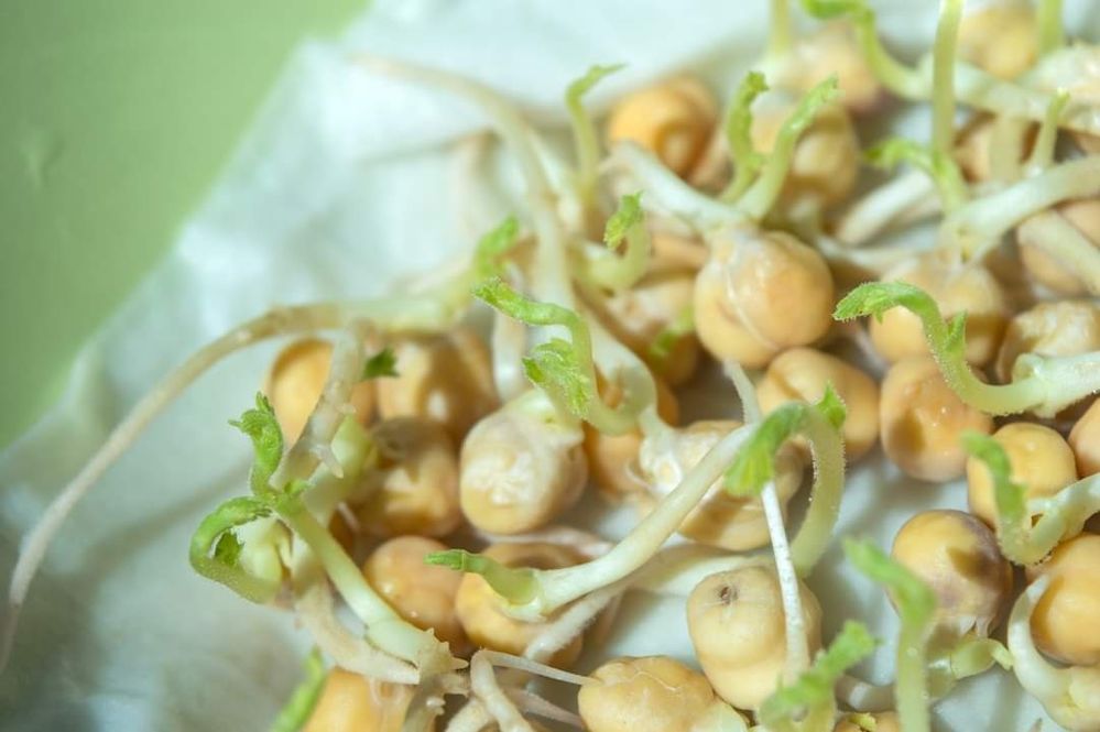 Sementes Microvegetais / Brotos