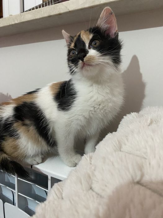 Oddam małe kotki w dobre ręce!!!