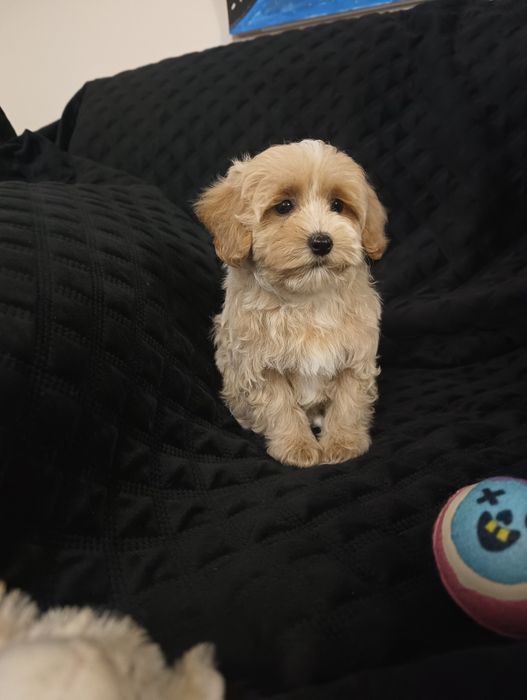 Sprzedam szczeniaka maltipoo