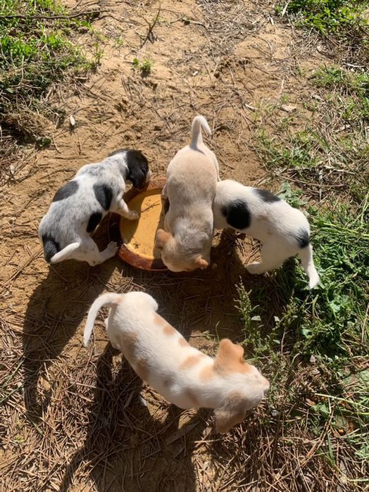 Caezinhos e cadelas para doar
