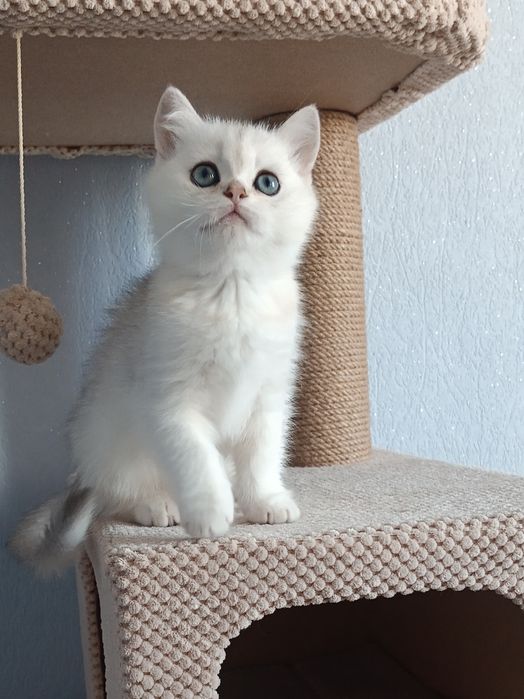 Мультяшний котик чекає на свою родину