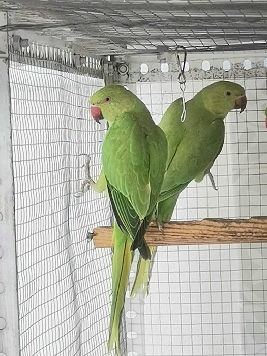 Ringnecks de Março 2025