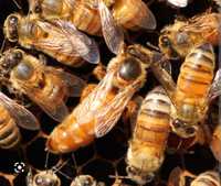 Бджолопакети, бджолосім'ї на рамку Рут (230)