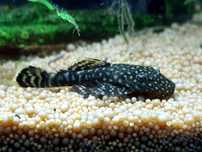 Ancistrus sp. Bebés