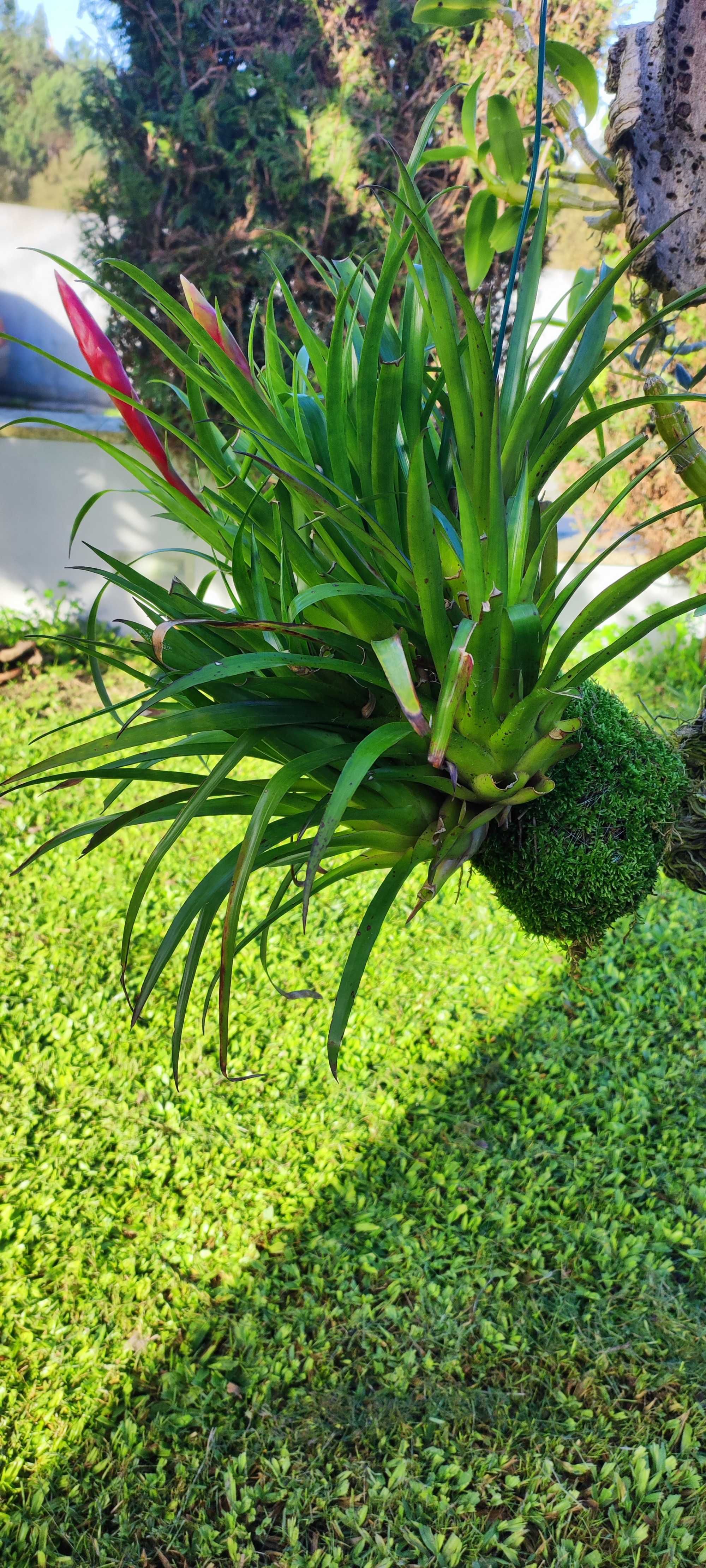 Kokedama com flor vermelha