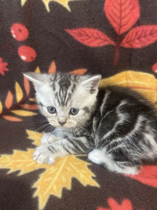Шотландський хлопчик скотішстрайт,бронюванняй