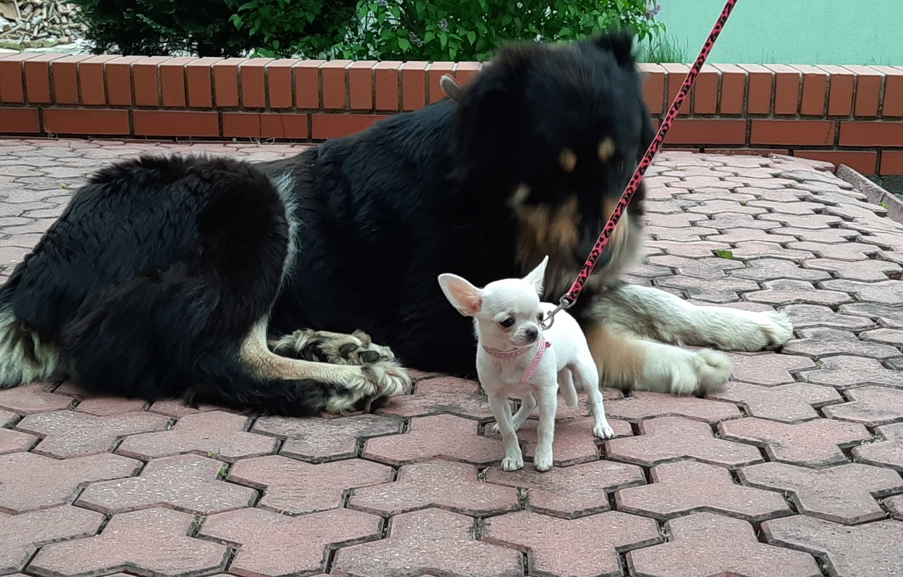 Chihuahua FCI szczeniak