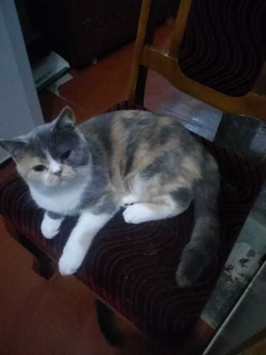 Британская трёхцветная кошечка