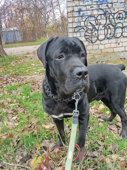 Продам хлопчика Кане-Корсо