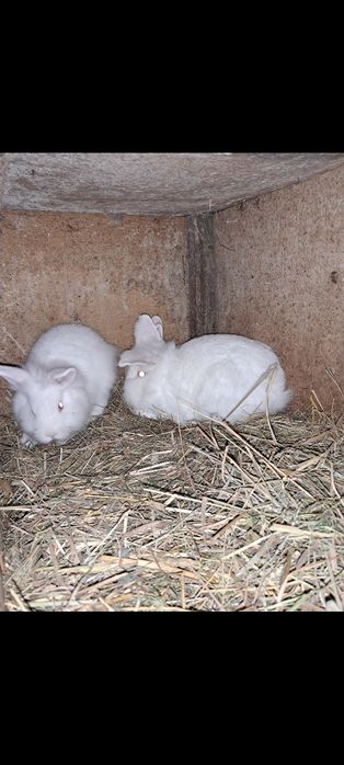 Króliki sprzedam 25 zł za sztukę