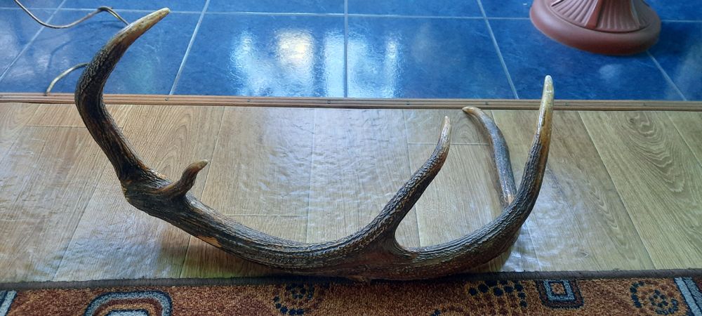 Ріг благородного оленя