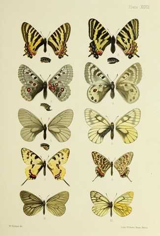 Motyle  piękne XIX w. grafiki - reprint do aranżacji wnętrza