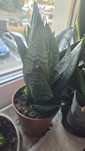 sansevieria niska