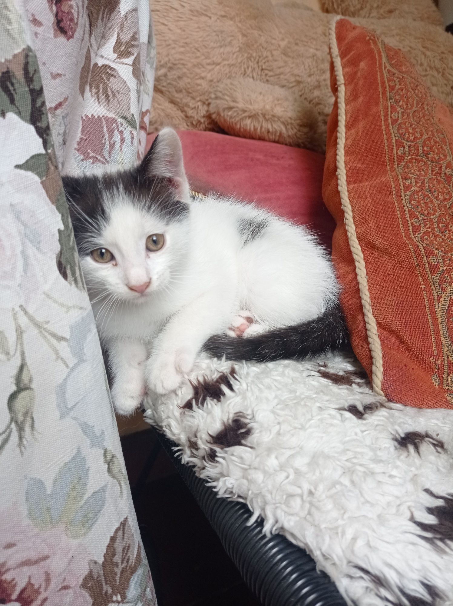 Kota oddam za darmo