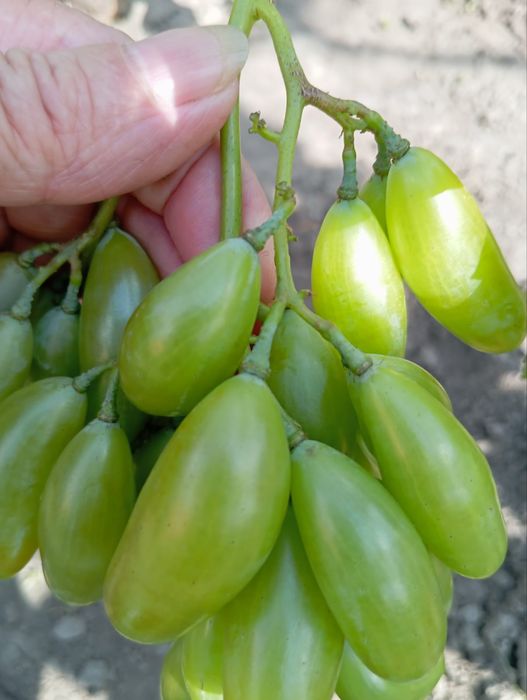 саженцы винограда 150 сортов. аватар,хеллуин,рататуй,шакира,автограф..