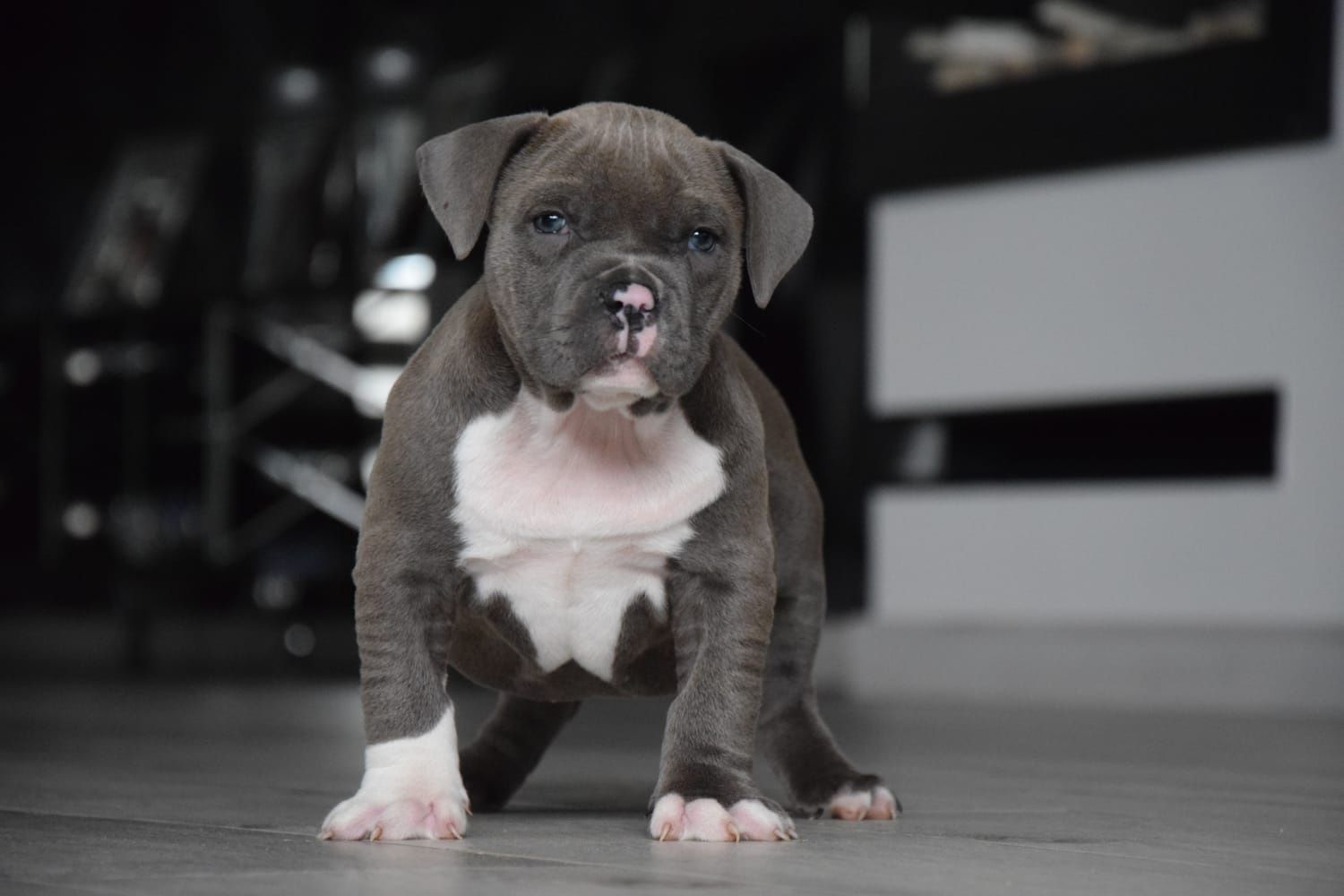 Suczka AMSTAFF blue do odbioru