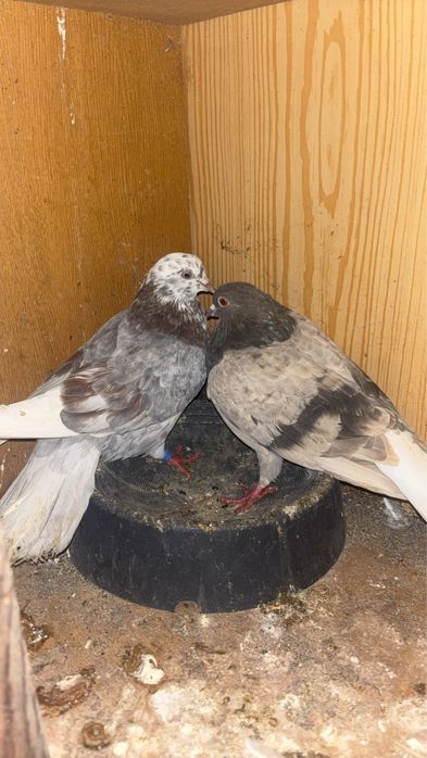 sprzedam golebie szaryki