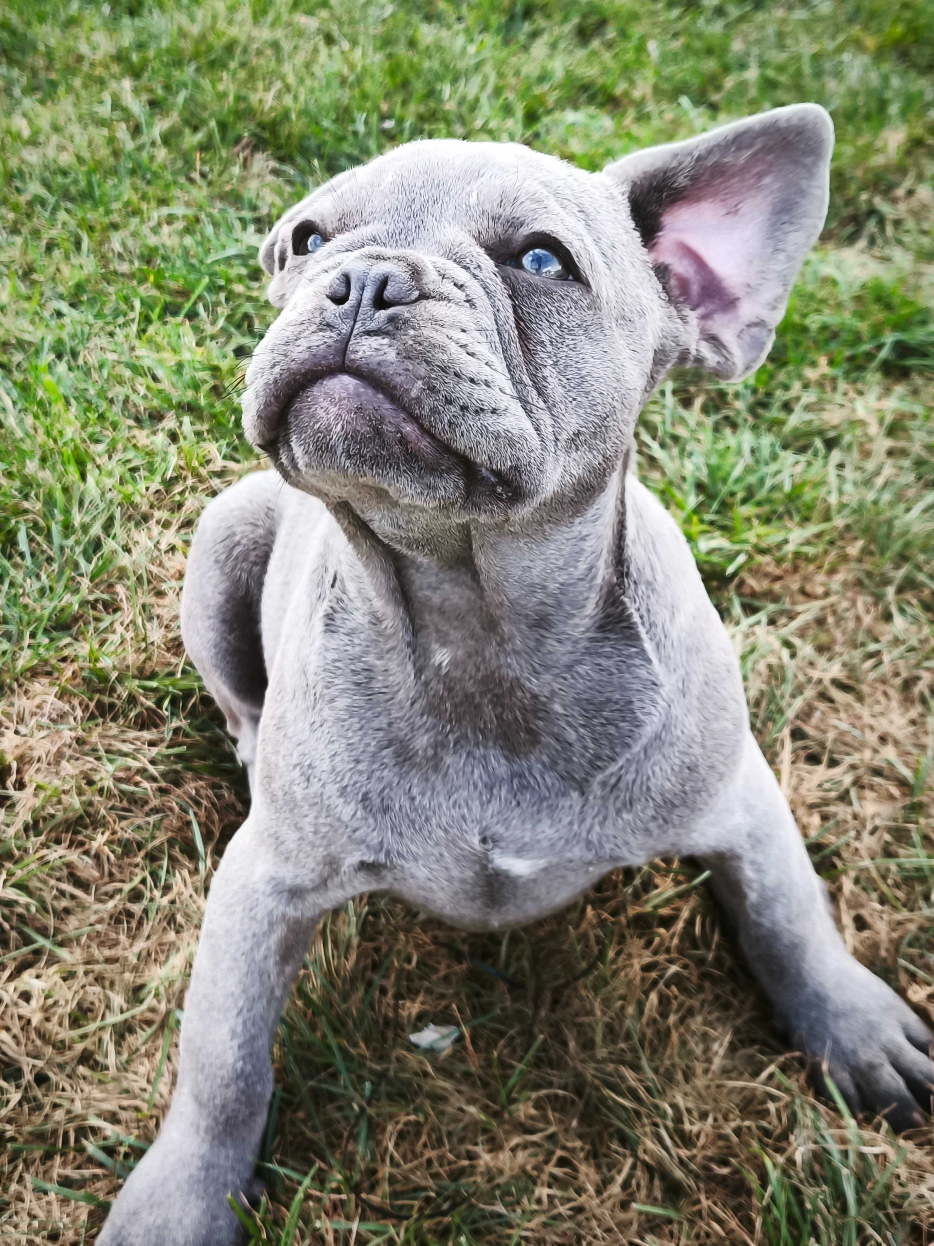 Buldog francuski