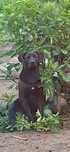 Labrador pomieszany z amstaffem