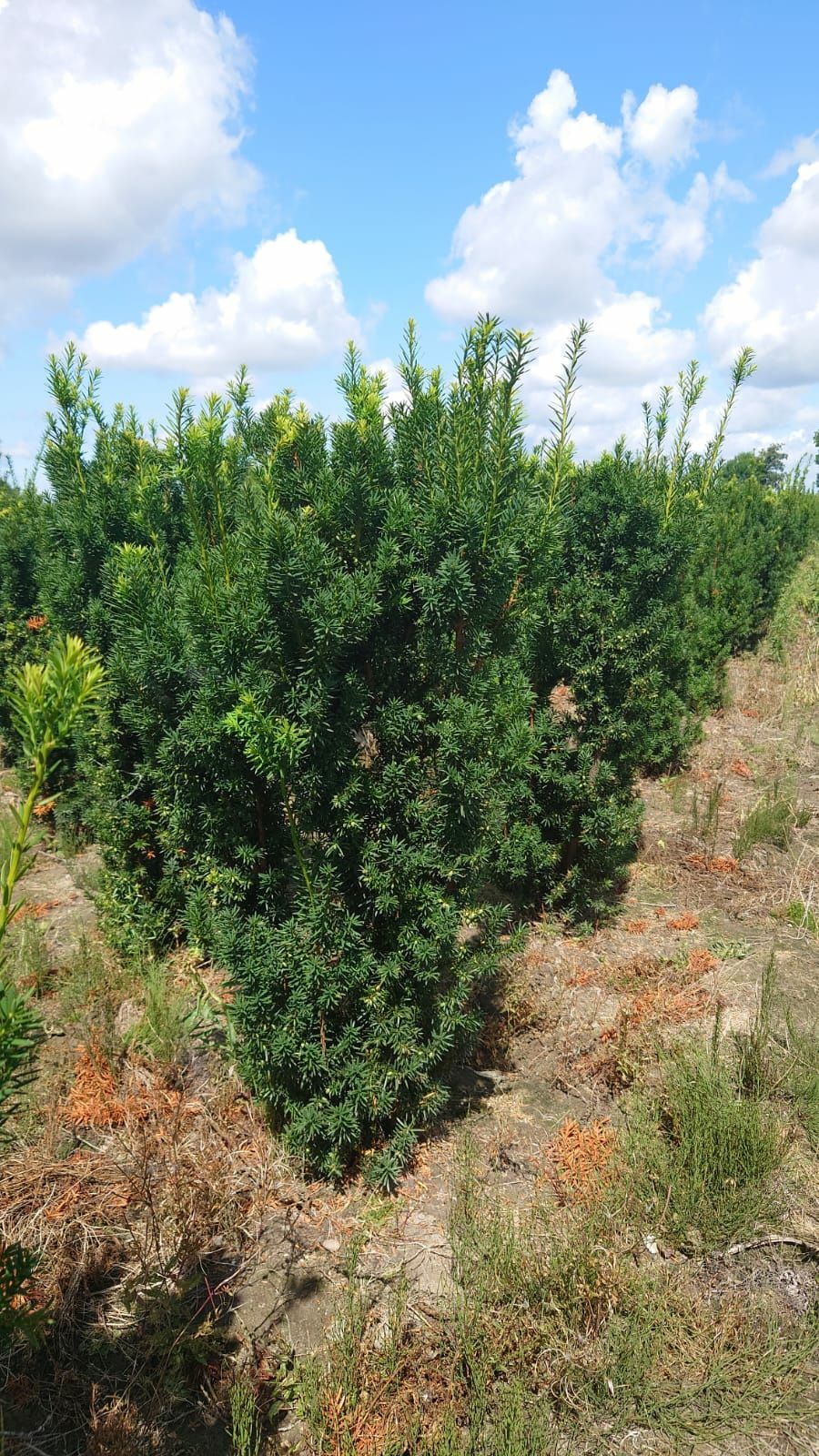 Cis hilli hiksi 120-140cm (bonsai sosna szmaragd katalpa Laurowiśnia )