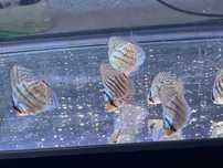 Discus azul cobalt ~4cm