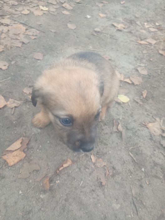 Pieski oddam za darmo