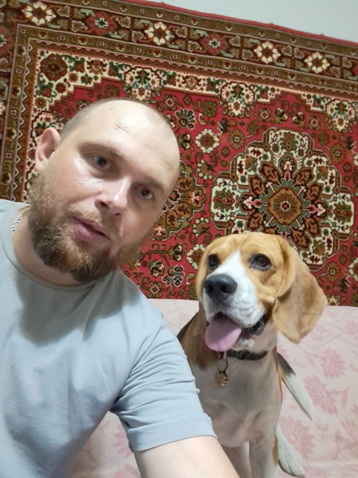 Вязка Бігль хлопчик 1.5року шукає дівчинку для вязки