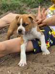 Efektowny Samiec Amstaff American Staffordshire Terrier ZKwP FCI
