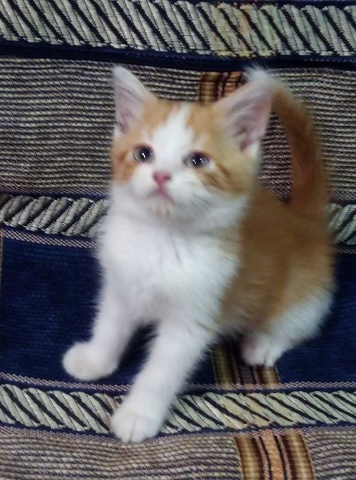 Шотландский породистый котенок,Золотой шиншилла,Красный Мрамор!