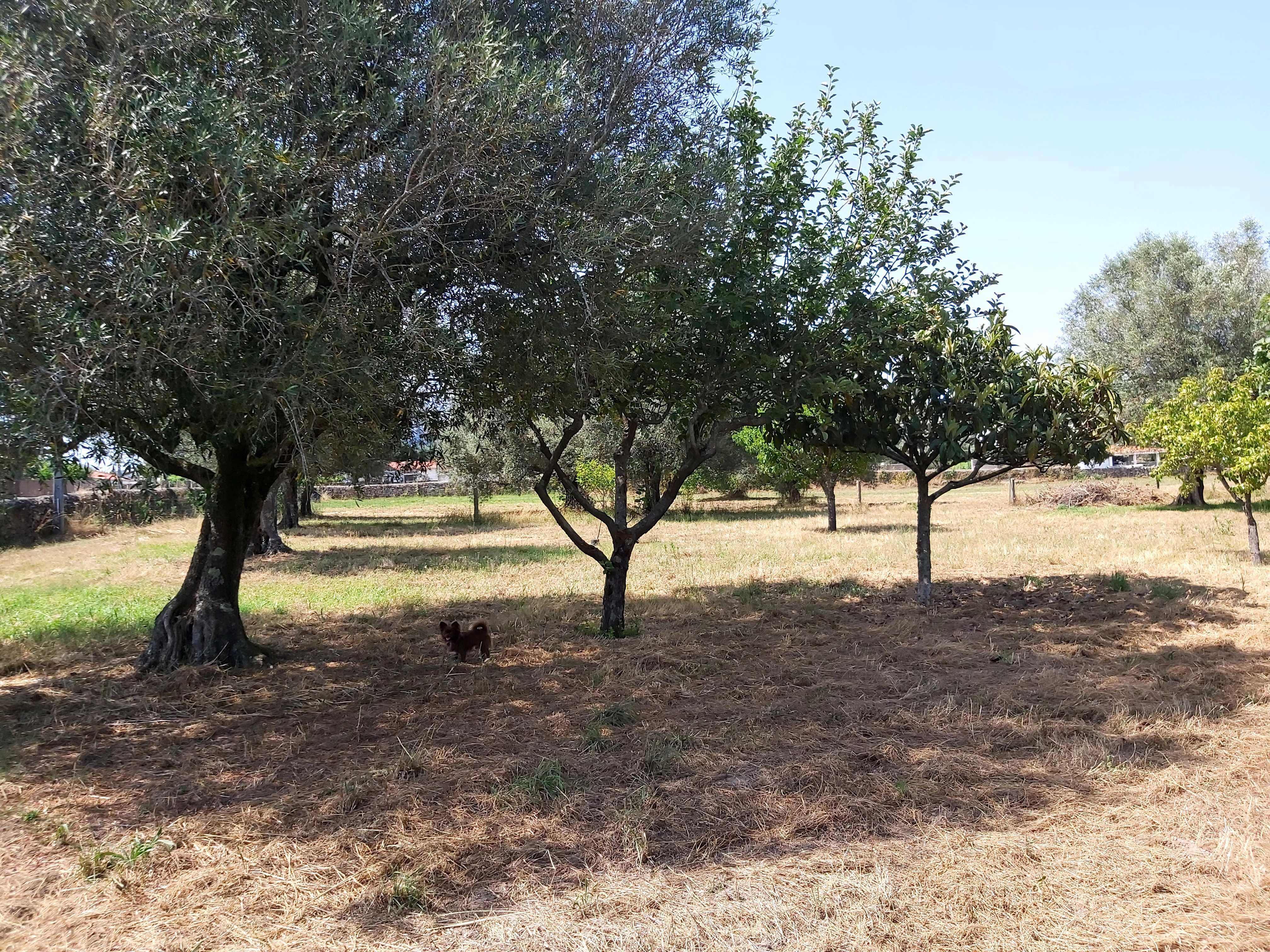 Terreno com 3600 metros em fontao