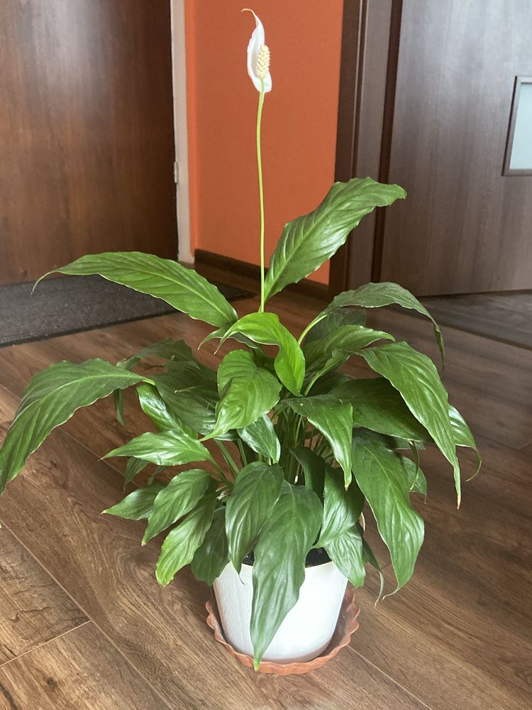 Skrzydlokwiat  Spathiphyllum Kwiatek doniczkowy