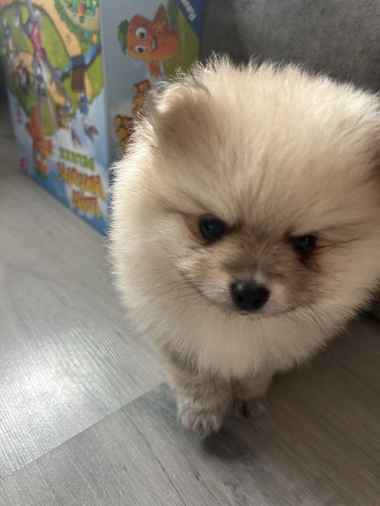 Pomeranian Szpic Miniaturowy