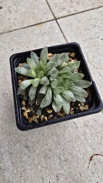 Conjunto de Haworthias Variegatas
