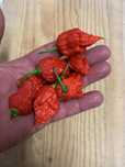 Malguetas carolina reaper