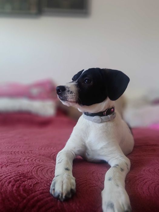 Oddam psa w dobre ręce foksterier krótkowłosy