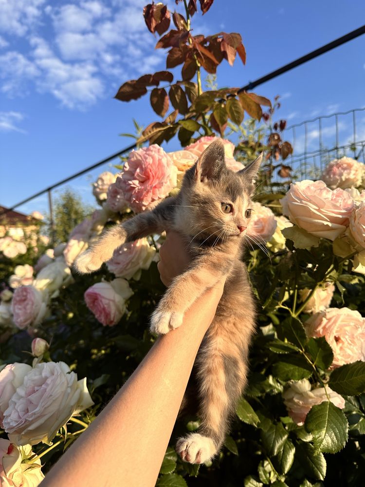 Заберіть котенят! Корм, туалет в подарунок