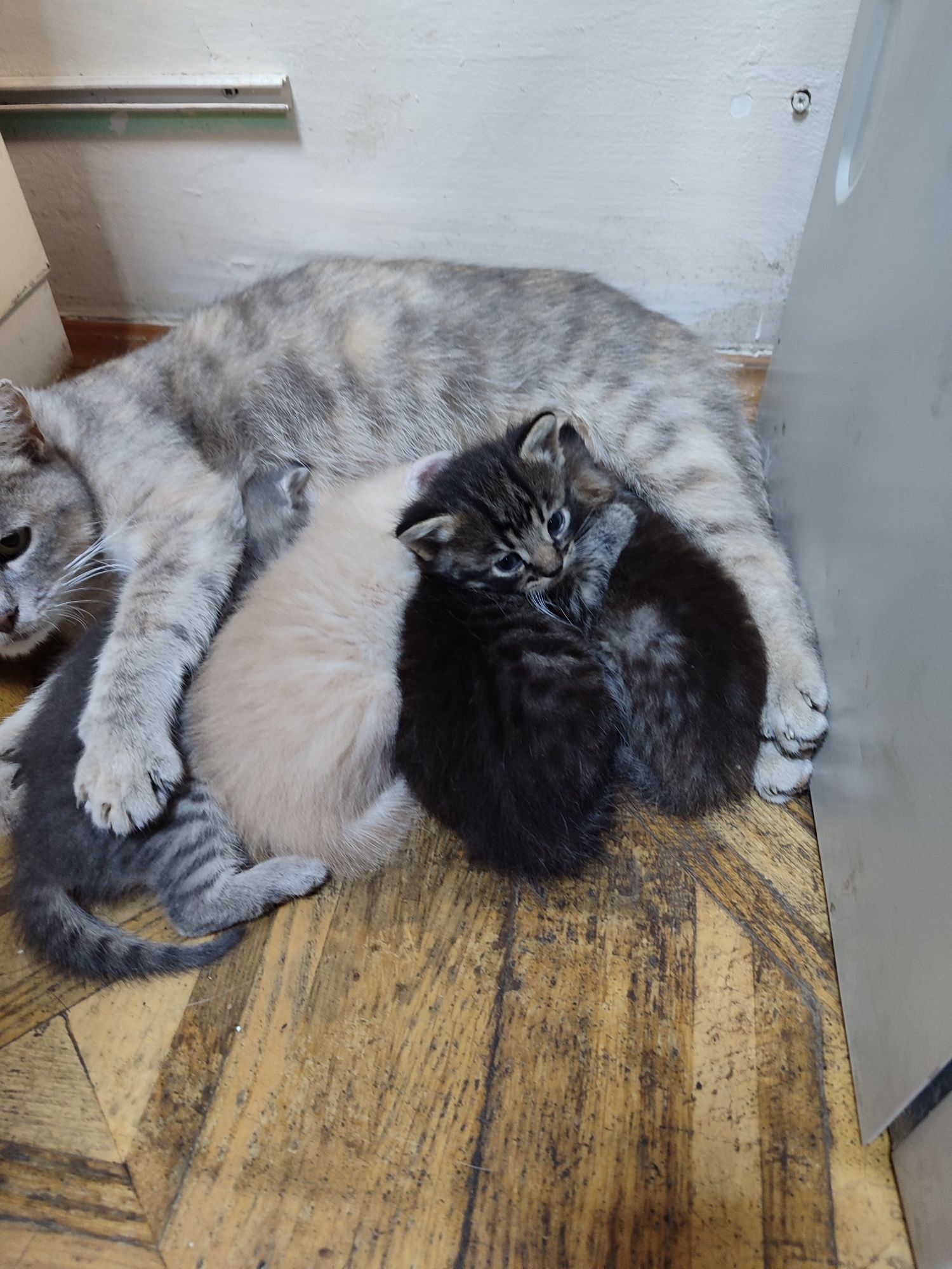 Котенята 2 хлопчики 2 дівчинки