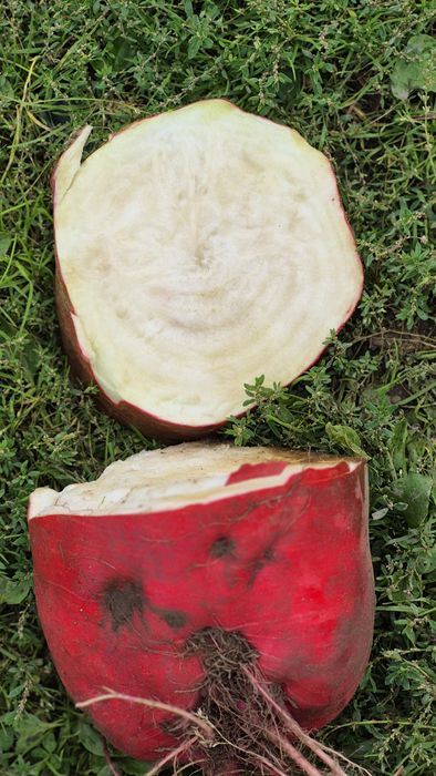 Buraki pastewne 70gr/kg