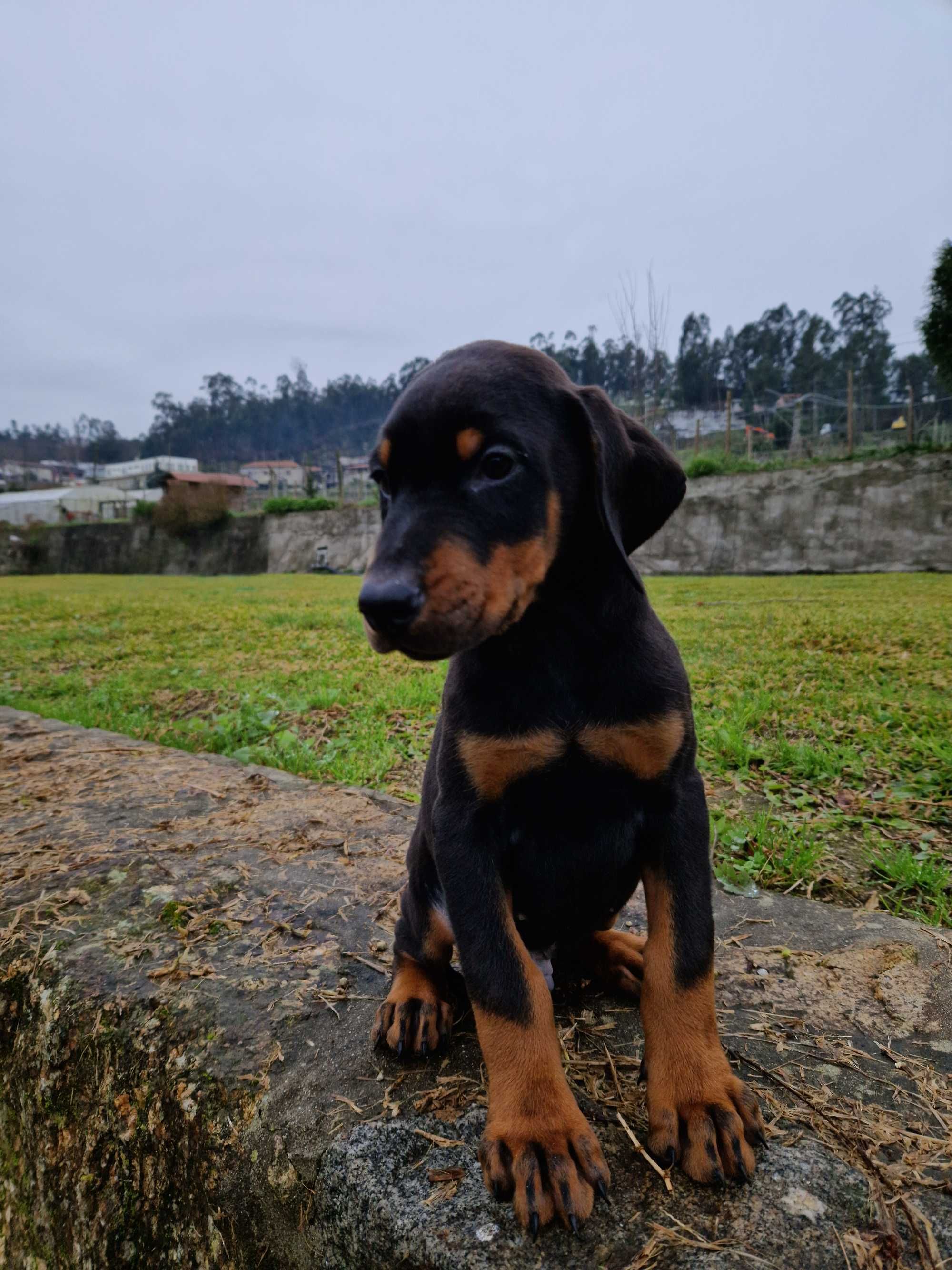 Doberman com lop/pedegree